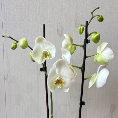 Phalaenopsis 2 branches avec cache pot