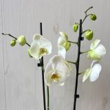Phalaenopsis